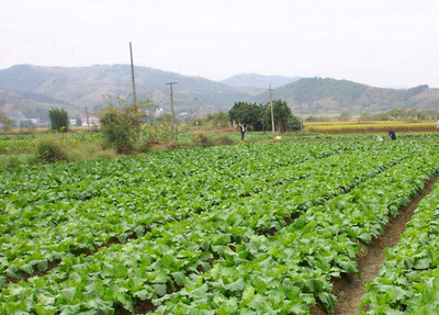 蔬菜种植基地