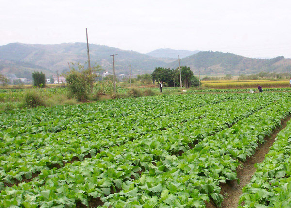 蔬菜种植基地