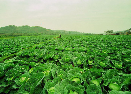 蔬菜种植基地